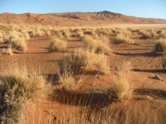DESERTO DEL NAMIB (NAMIBIA - AFRICA)